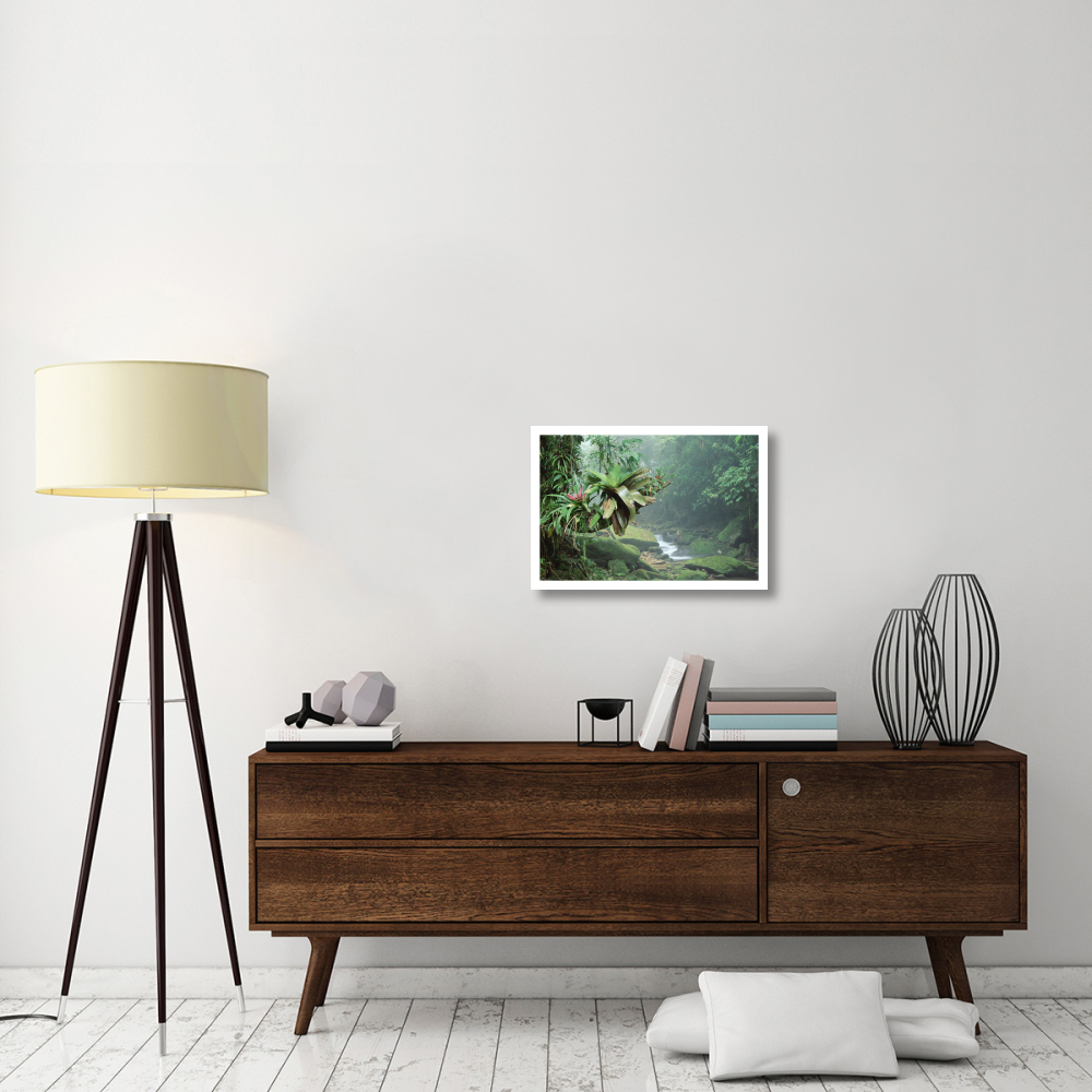 Bromeliads growing along stream in Bocaina National Park, Atlantic Forest, Brazil-Paper Art-26&quotx18"