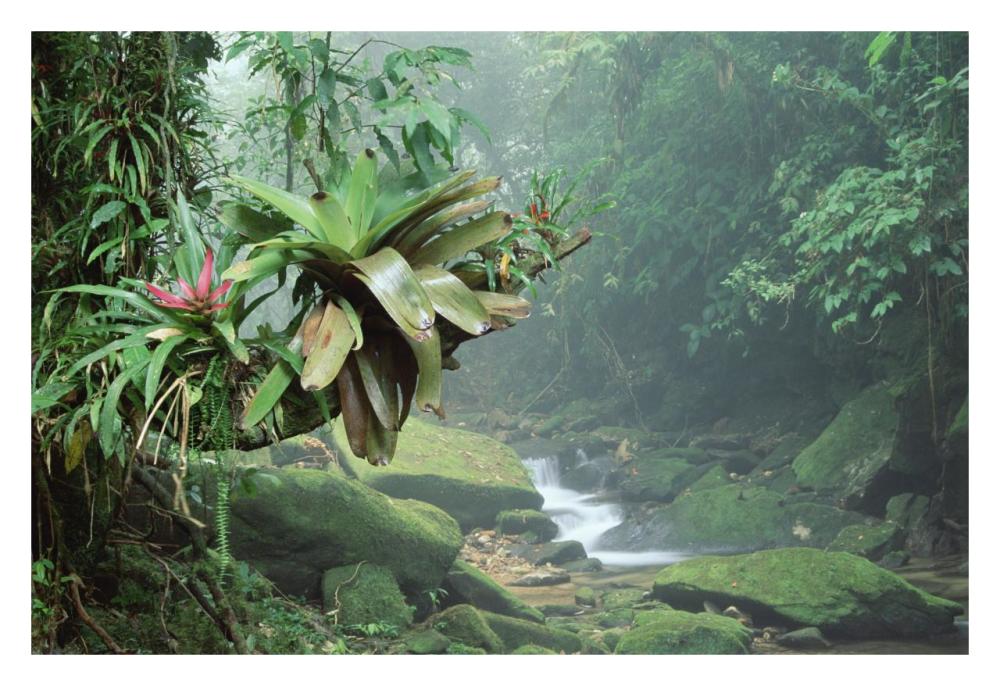 Bromeliads growing along stream in Bocaina National Park, Atlantic Forest, Brazil-Paper Art-32"x22"