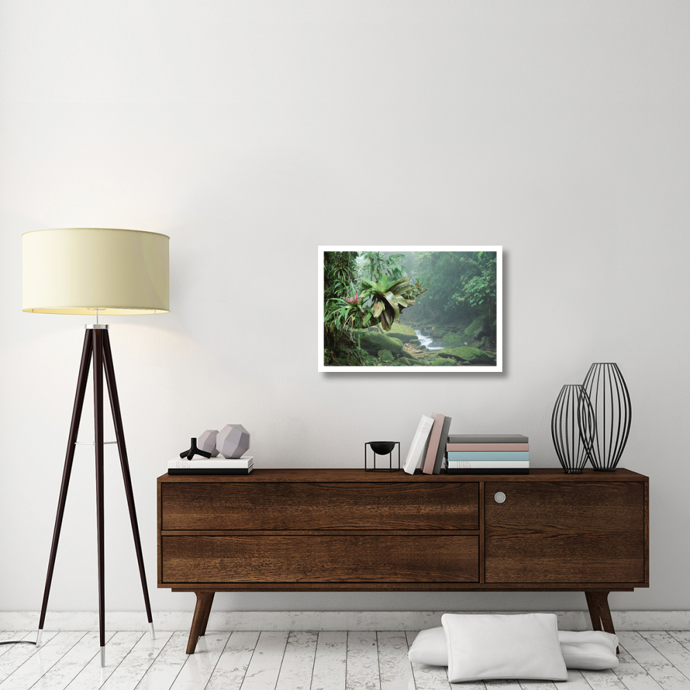 Bromeliads growing along stream in Bocaina National Park, Atlantic Forest, Brazil-Paper Art-32&quotx22"