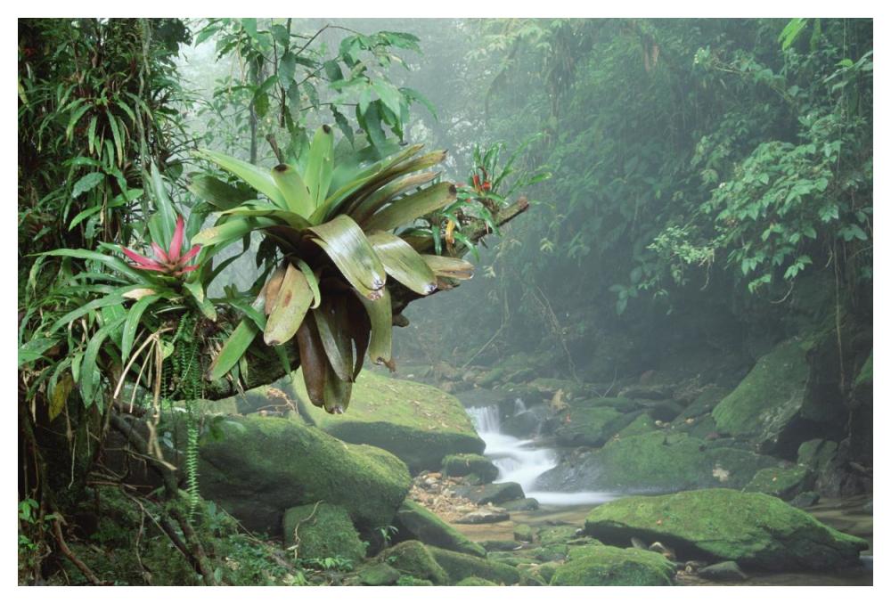 Bromeliads growing along stream in Bocaina National Park, Atlantic Forest, Brazil-Paper Art-50"x34"