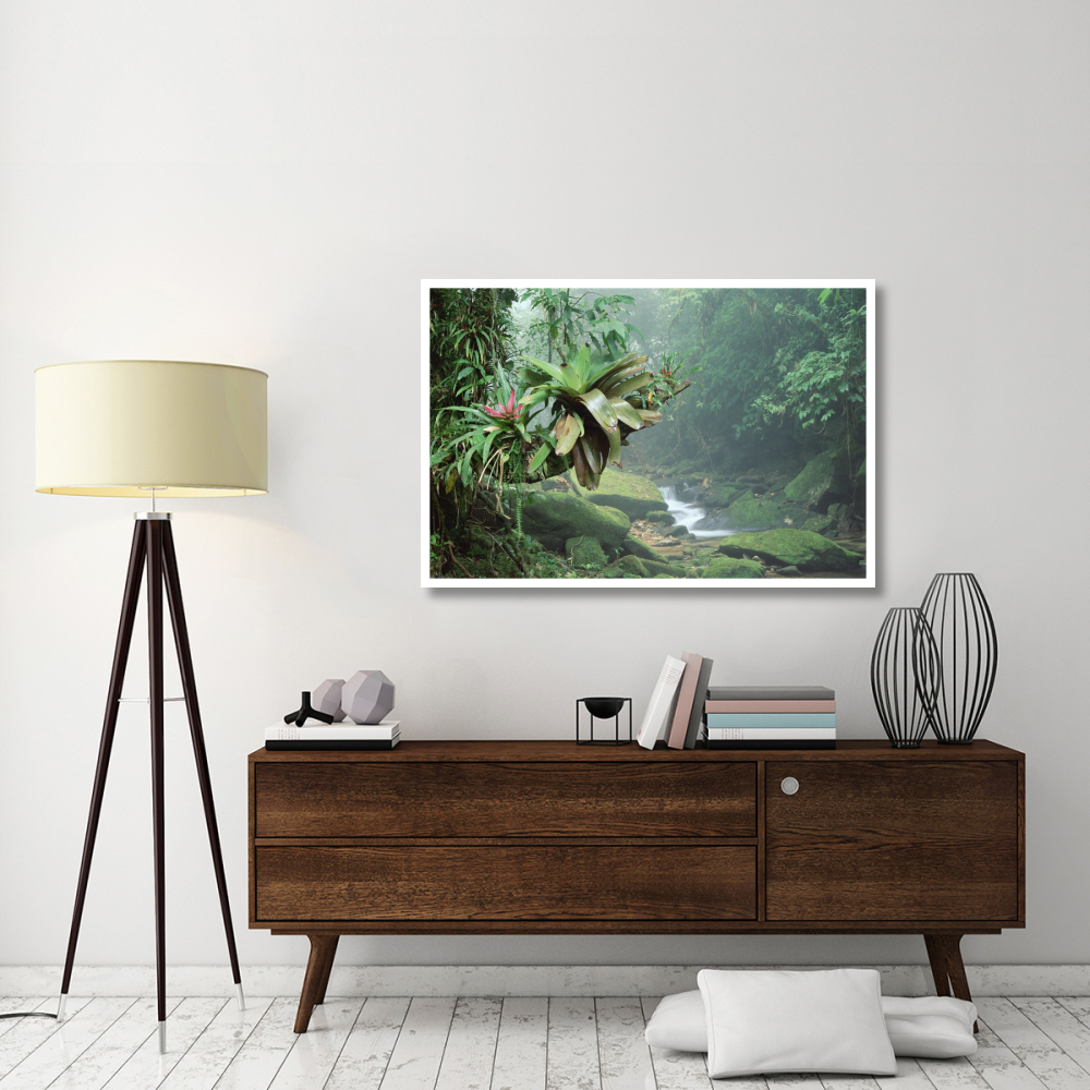 Bromeliads growing along stream in Bocaina National Park, Atlantic Forest, Brazil-Paper Art-50&quotx34"