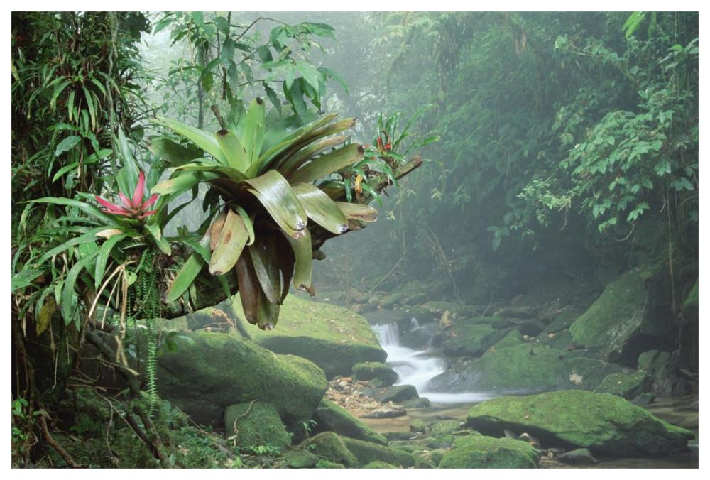 Bromeliads growing along stream in Bocaina National Park, Atlantic Forest, Brazil-Paper Art-62"x42"