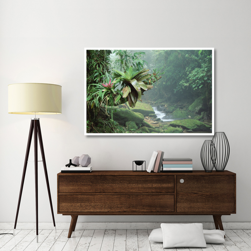 Bromeliads growing along stream in Bocaina National Park, Atlantic Forest, Brazil-Paper Art-62&quotx42"