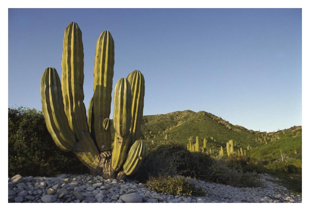 Giant Cardon cactus Santa Catalina Island, Sea of Cortez, Baja California, Mexico-Paper Art-20"x14"