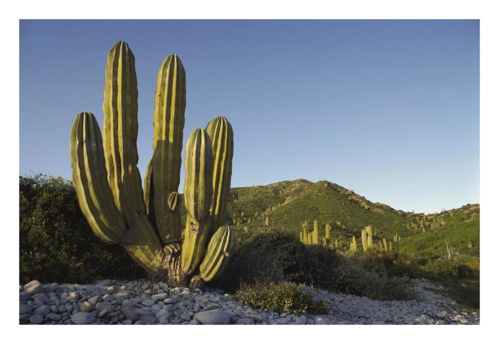 Giant Cardon cactus Santa Catalina Island, Sea of Cortez, Baja California, Mexico-Paper Art-26"x18"