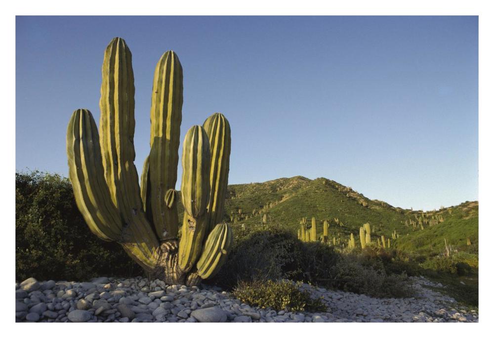 Giant Cardon cactus Santa Catalina Island, Sea of Cortez, Baja California, Mexico-Paper Art-32"x22"