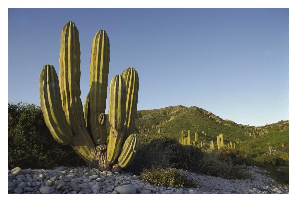 Giant Cardon cactus Santa Catalina Island, Sea of Cortez, Baja California, Mexico-Paper Art-38"x26"