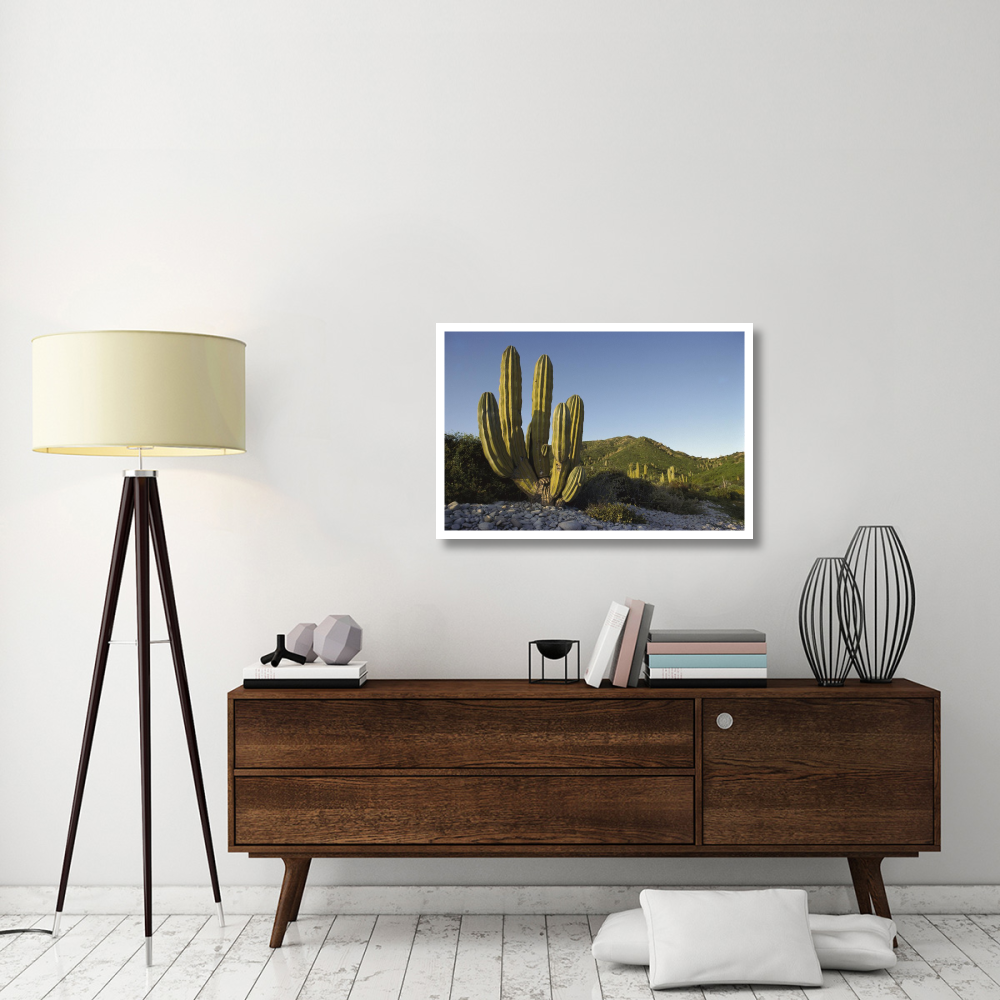 Giant Cardon cactus Santa Catalina Island, Sea of Cortez, Baja California, Mexico-Paper Art-38&quotx26"