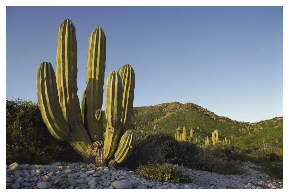 Giant Cardon cactus Santa Catalina Island, Sea of Cortez, Baja California, Mexico-Paper Art-50"x34"