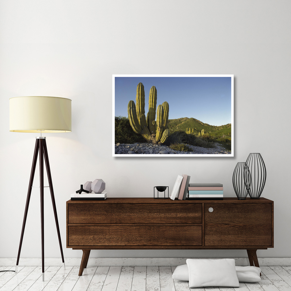 Giant Cardon cactus Santa Catalina Island, Sea of Cortez, Baja California, Mexico-Paper Art-50&quotx34"