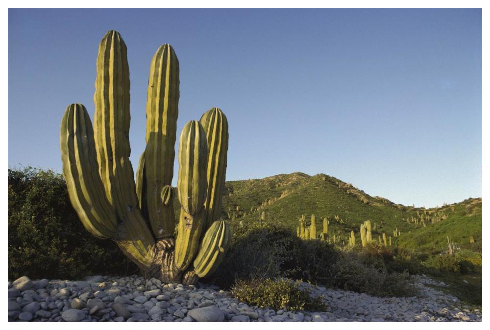 Giant Cardon cactus Santa Catalina Island, Sea of Cortez, Baja California, Mexico-Paper Art-62"x42"