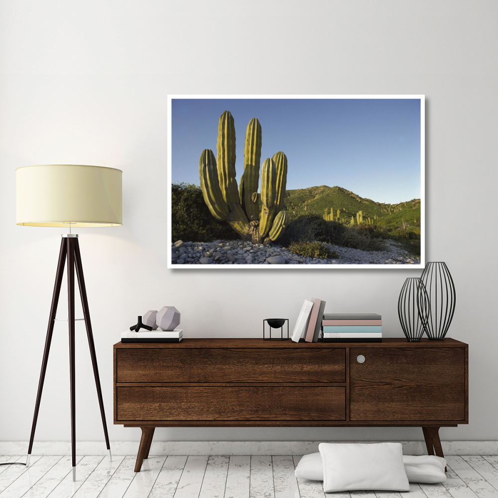 Giant Cardon cactus Santa Catalina Island, Sea of Cortez, Baja California, Mexico-Paper Art-62&quotx42"
