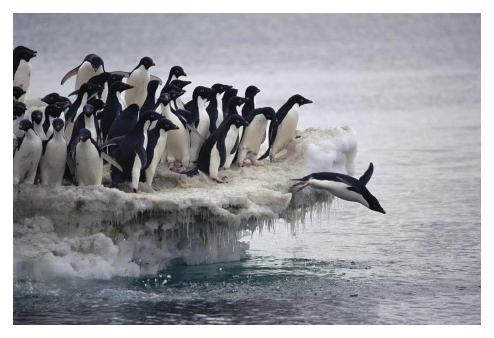 Adelie Penguin leaping into sea from ice apron, Franklin Island, Ross Sea, Antarctica-Paper Art-20"x14"