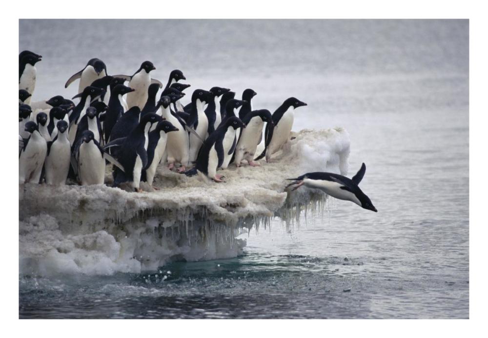 Adelie Penguin leaping into sea from ice apron, Franklin Island, Ross Sea, Antarctica-Paper Art-26"x18"