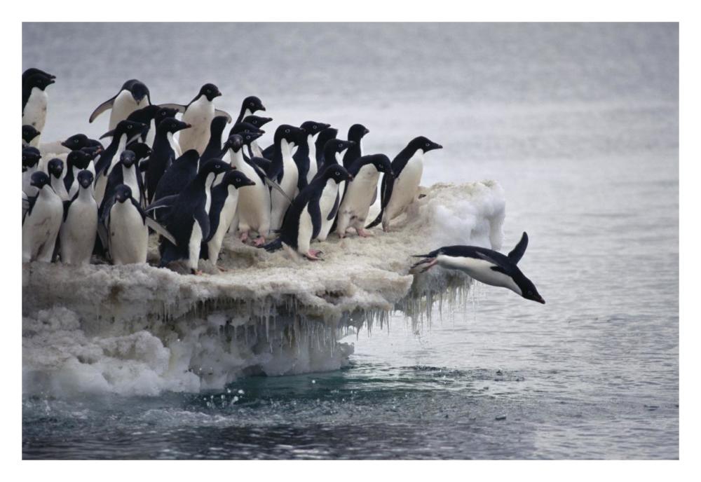 Adelie Penguin leaping into sea from ice apron, Franklin Island, Ross Sea, Antarctica-Paper Art-32"x22"