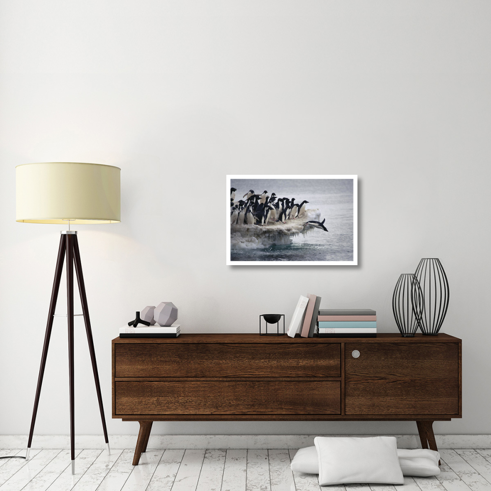 Adelie Penguin leaping into sea from ice apron, Franklin Island, Ross Sea, Antarctica-Paper Art-32&quotx22"