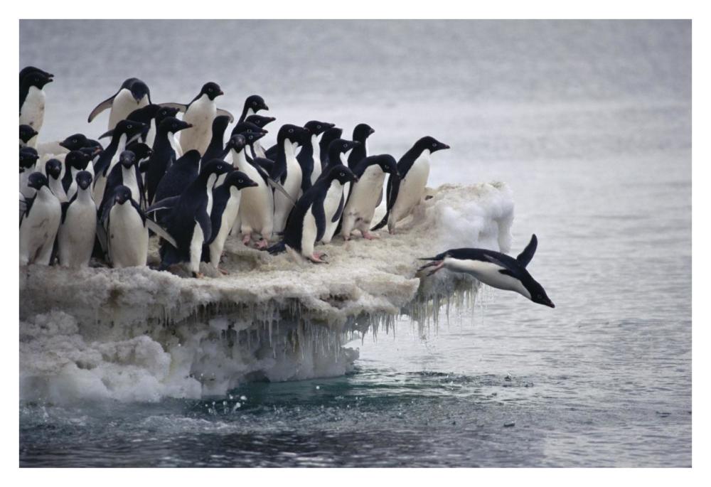 Adelie Penguin leaping into sea from ice apron, Franklin Island, Ross Sea, Antarctica-Paper Art-38"x26"