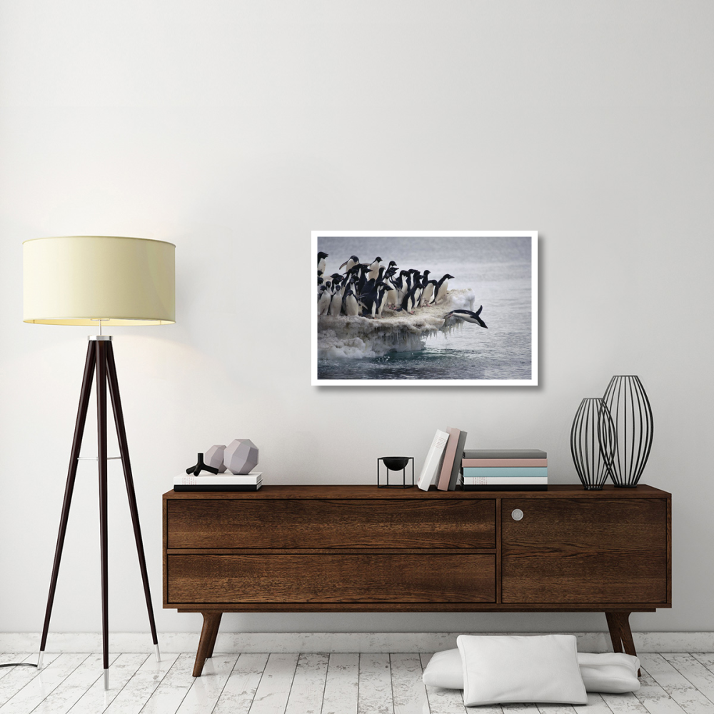 Adelie Penguin leaping into sea from ice apron, Franklin Island, Ross Sea, Antarctica-Paper Art-38&quotx26"