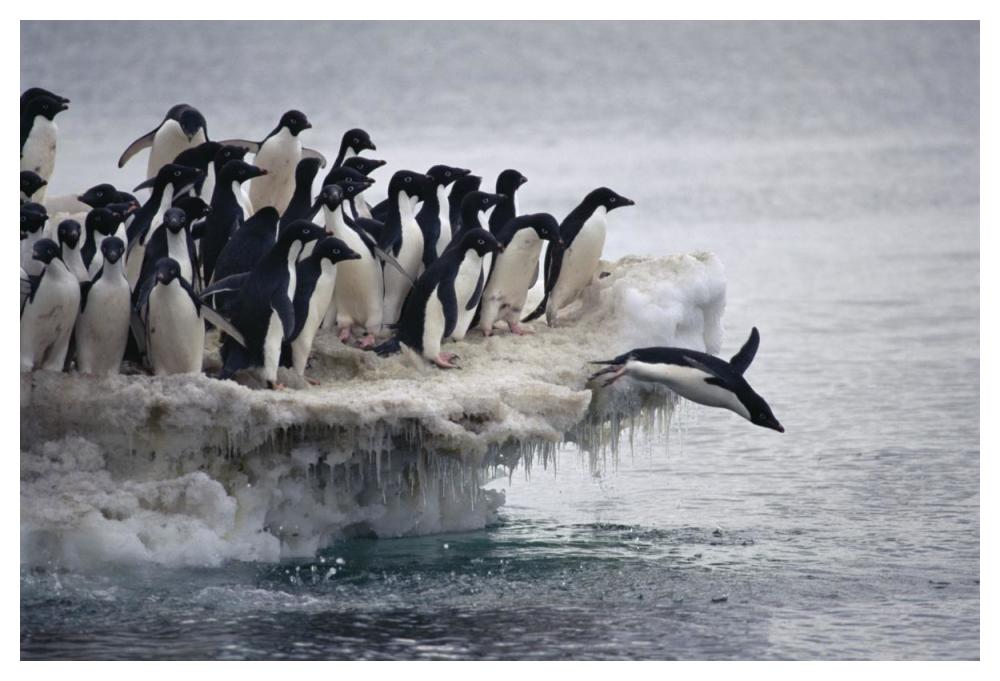 Adelie Penguin leaping into sea from ice apron, Franklin Island, Ross Sea, Antarctica-Paper Art-50"x34"