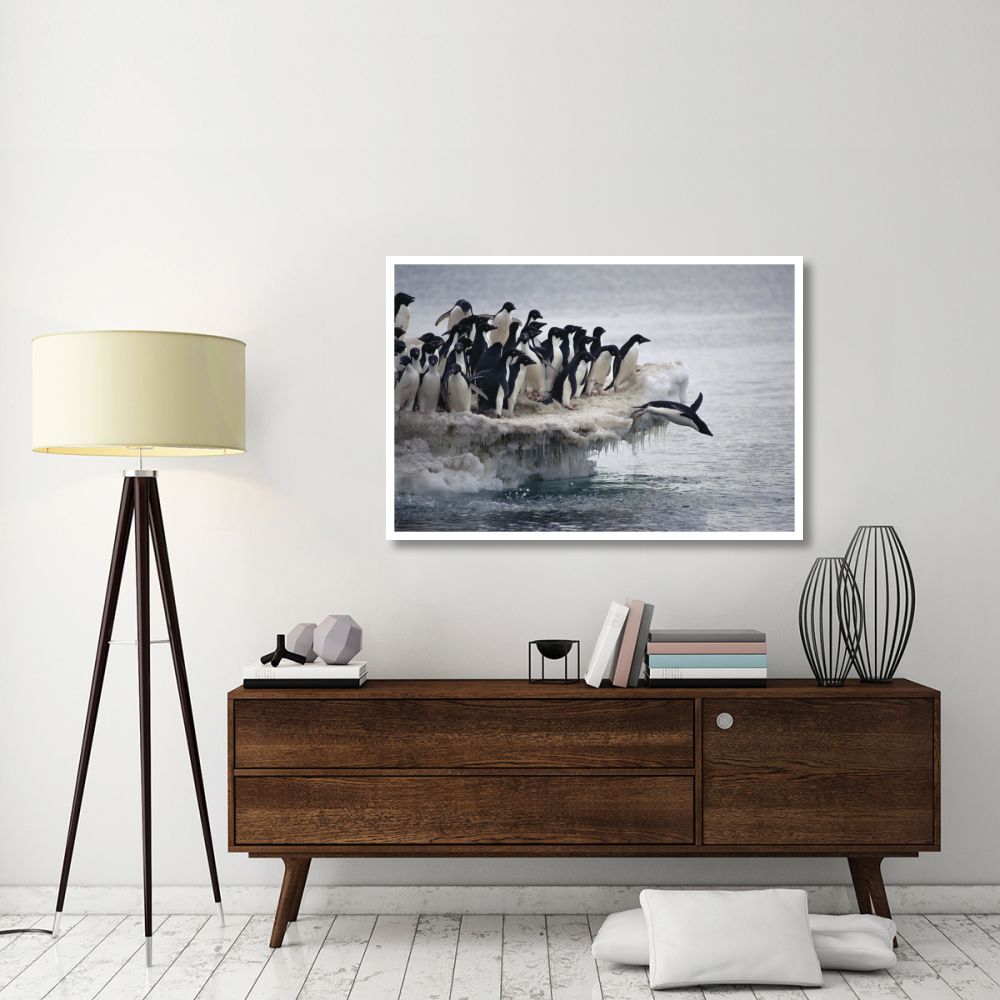 Adelie Penguin leaping into sea from ice apron, Franklin Island, Ross Sea, Antarctica-Paper Art-50&quotx34"