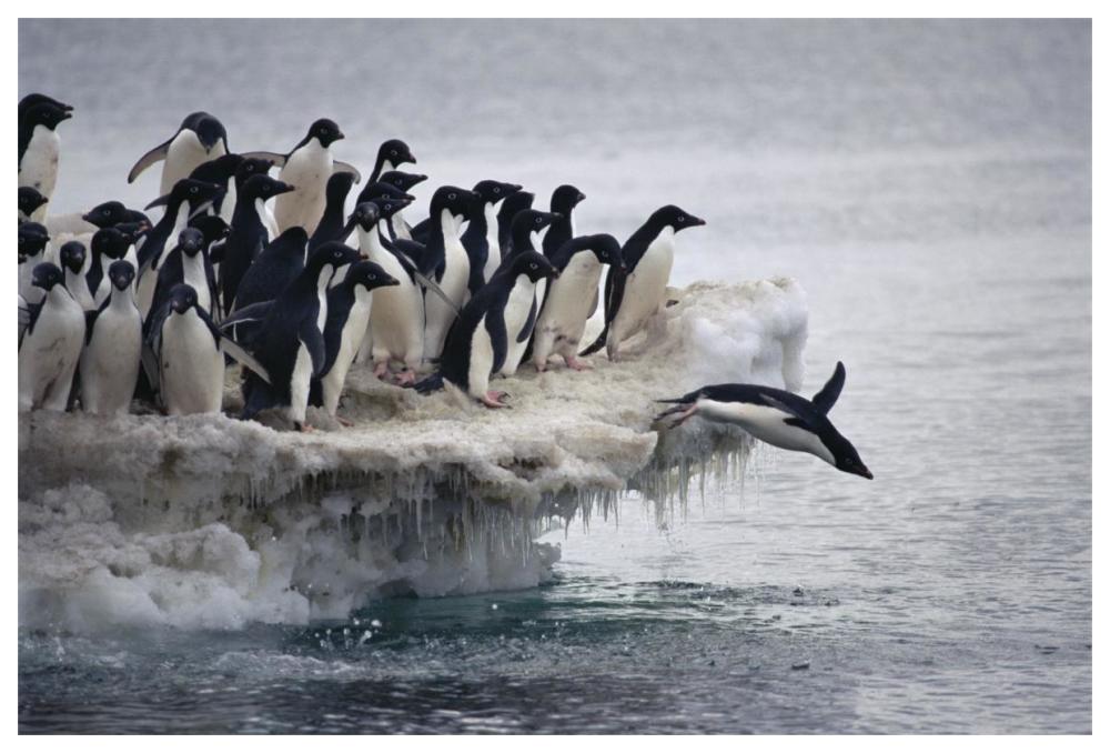 Adelie Penguin leaping into sea from ice apron, Franklin Island, Ross Sea, Antarctica-Paper Art-62"x42"