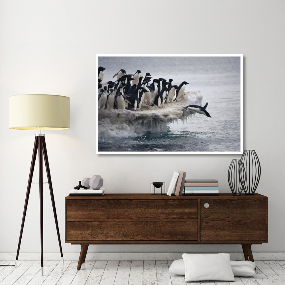Adelie Penguin leaping into sea from ice apron, Franklin Island, Ross Sea, Antarctica-Paper Art-62&quotx42"
