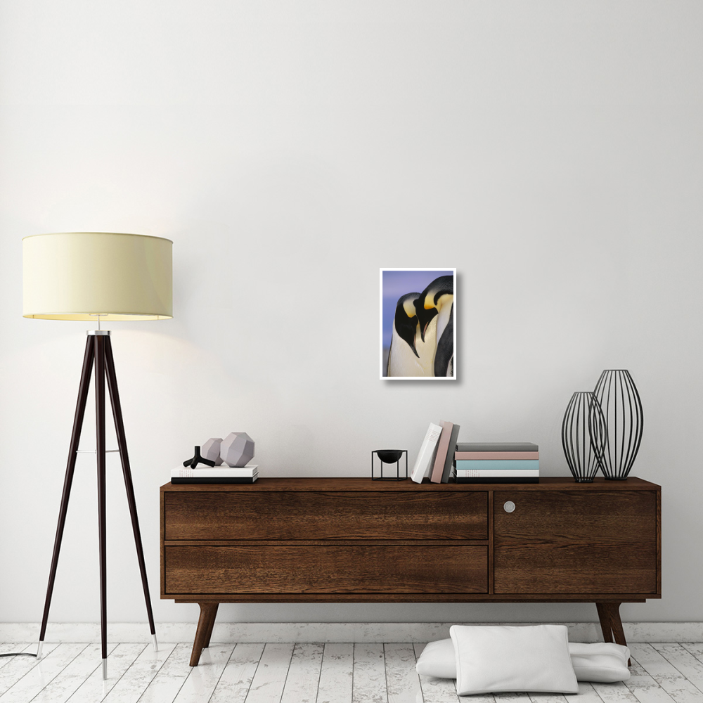 Emperor Penguin courting pair, Atka Bay, Princess Martha Bay, Weddell Sea, Antarctica-Paper Art-14&quotx20"