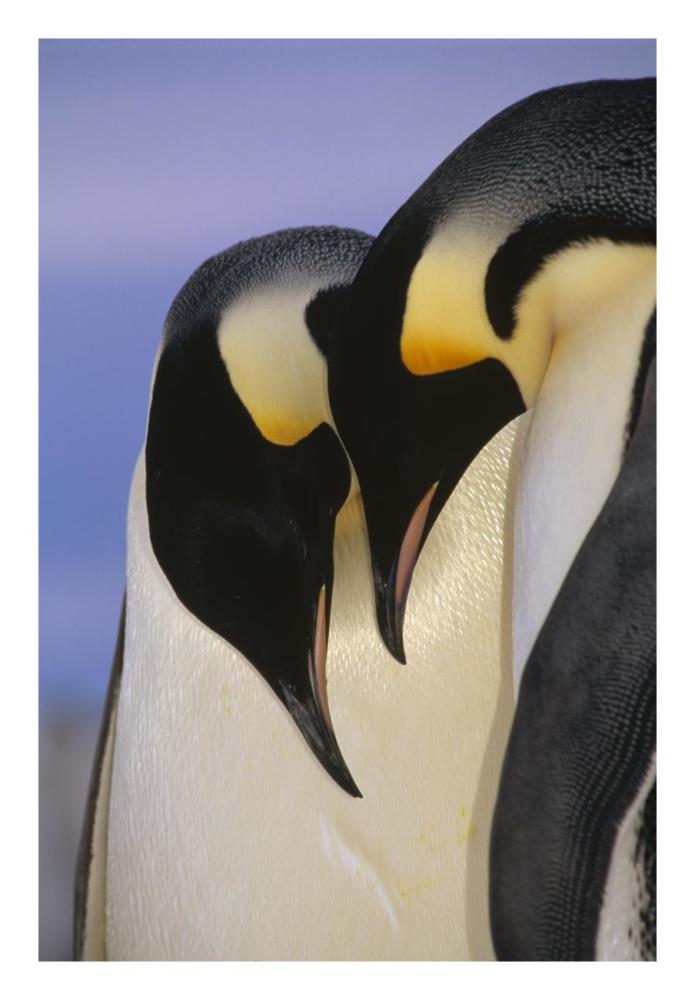 Emperor Penguin courting pair, Atka Bay, Princess Martha Bay, Weddell Sea, Antarctica-Paper Art-18"x26"