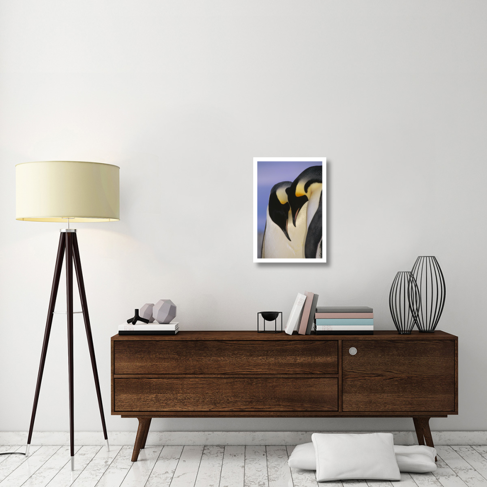 Emperor Penguin courting pair, Atka Bay, Princess Martha Bay, Weddell Sea, Antarctica-Paper Art-18&quotx26"