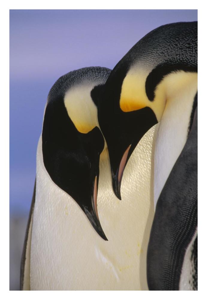 Emperor Penguin courting pair, Atka Bay, Princess Martha Bay, Weddell Sea, Antarctica-Paper Art-22"x32"