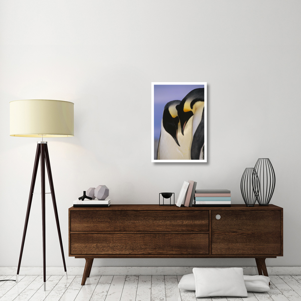 Emperor Penguin courting pair, Atka Bay, Princess Martha Bay, Weddell Sea, Antarctica-Paper Art-22&quotx32"