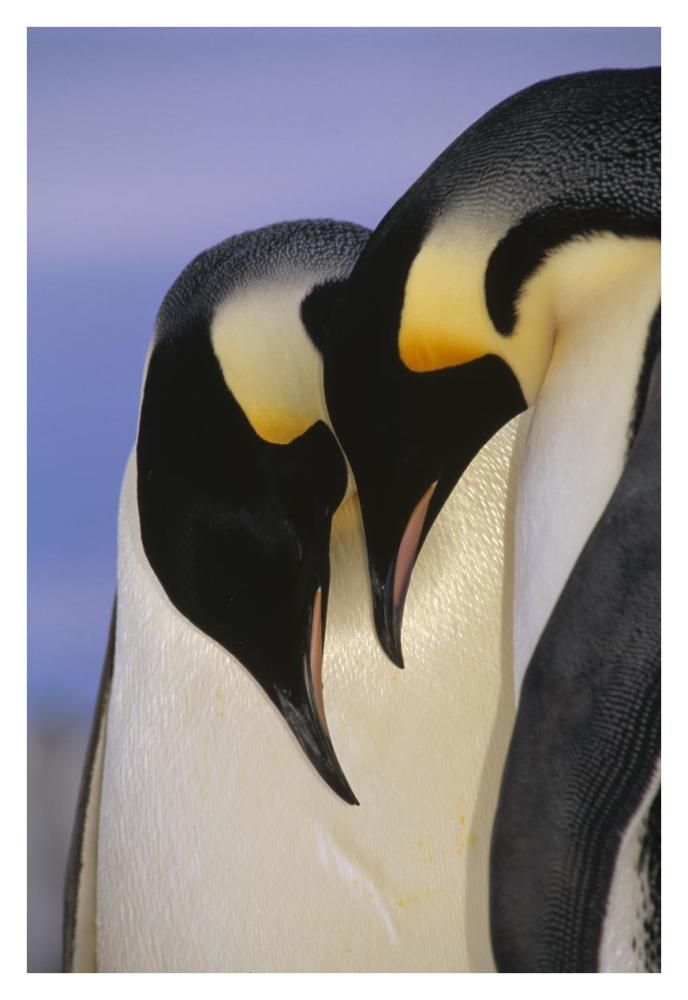 Emperor Penguin courting pair, Atka Bay, Princess Martha Bay, Weddell Sea, Antarctica-Paper Art-26"x38"