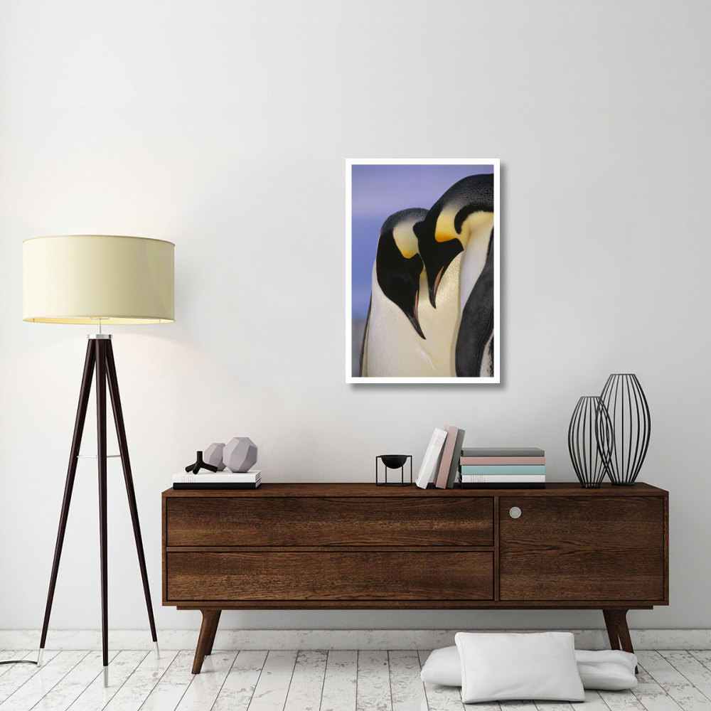 Emperor Penguin courting pair, Atka Bay, Princess Martha Bay, Weddell Sea, Antarctica-Paper Art-26&quotx38"