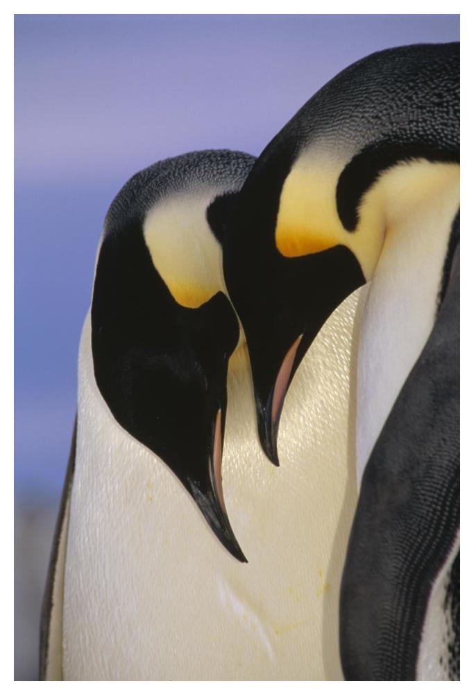 Emperor Penguin courting pair, Atka Bay, Princess Martha Bay, Weddell Sea, Antarctica-Paper Art-34"x50"