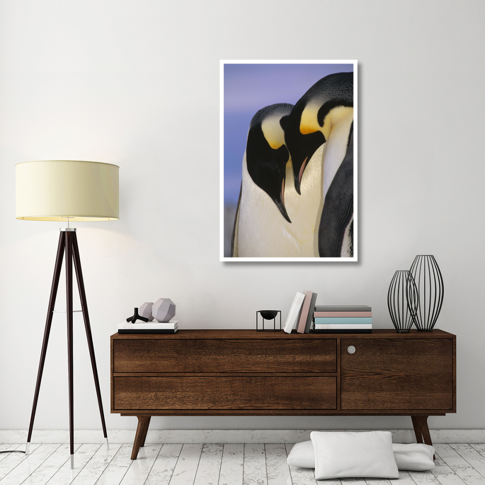 Emperor Penguin courting pair, Atka Bay, Princess Martha Bay, Weddell Sea, Antarctica-Paper Art-34&quotx50"