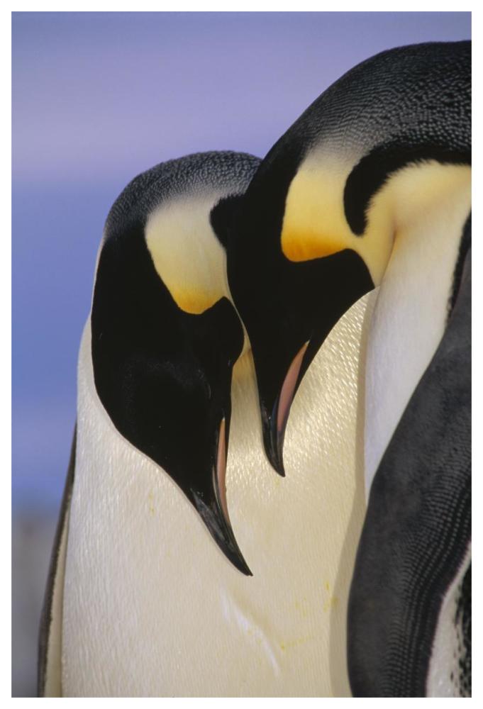 Emperor Penguin courting pair, Atka Bay, Princess Martha Bay, Weddell Sea, Antarctica-Paper Art-42"x62"