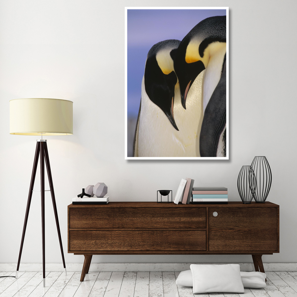 Emperor Penguin courting pair, Atka Bay, Princess Martha Bay, Weddell Sea, Antarctica-Paper Art-42&quotx62"