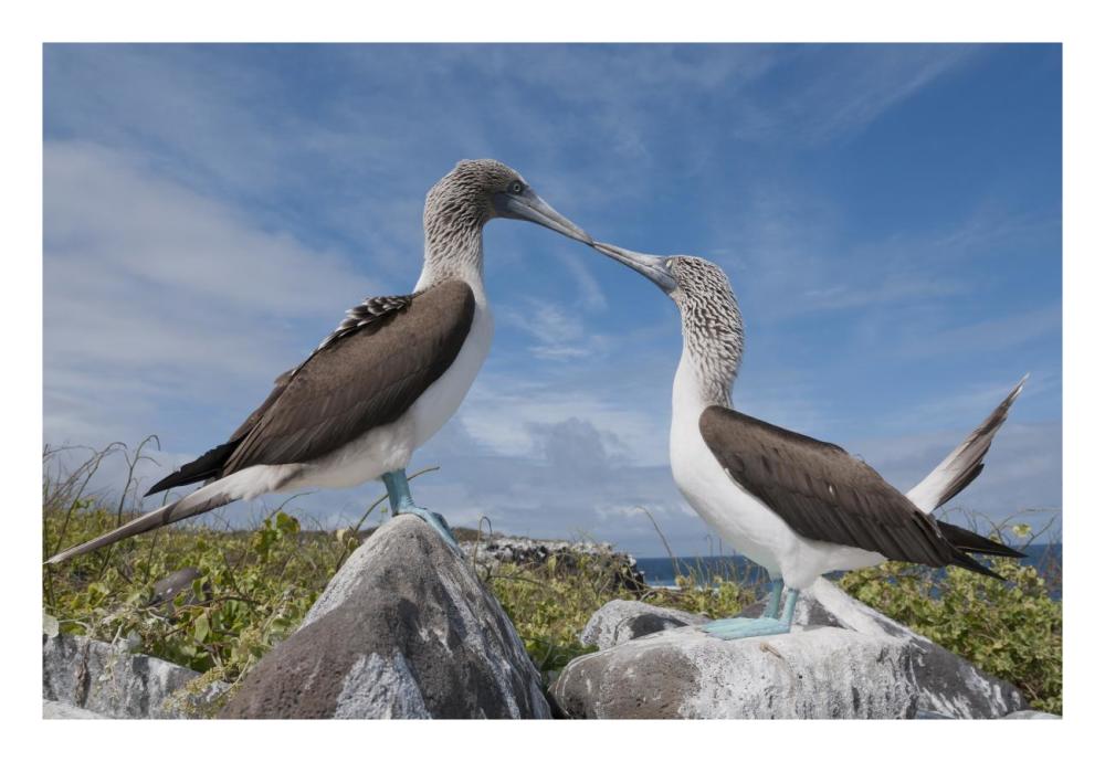 Blue-footed Boobies in courtship dance, Galapagos Islands, Ecuador-Paper Art-26"x18"