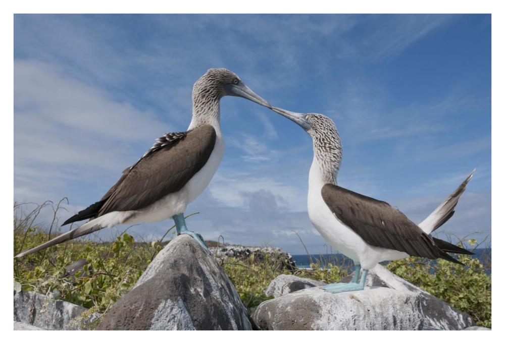 Blue-footed Boobies in courtship dance, Galapagos Islands, Ecuador-Paper Art-38"x26"