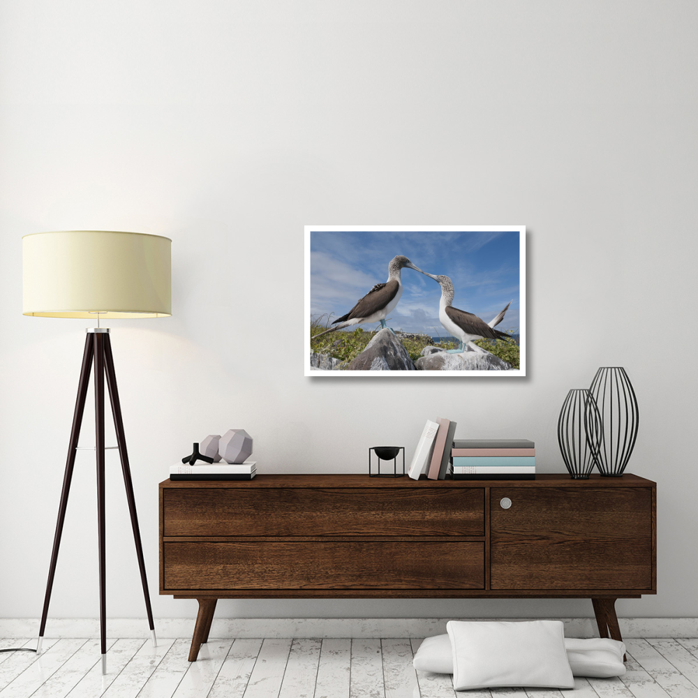 Blue-footed Boobies in courtship dance, Galapagos Islands, Ecuador-Paper Art-38&quotx26"