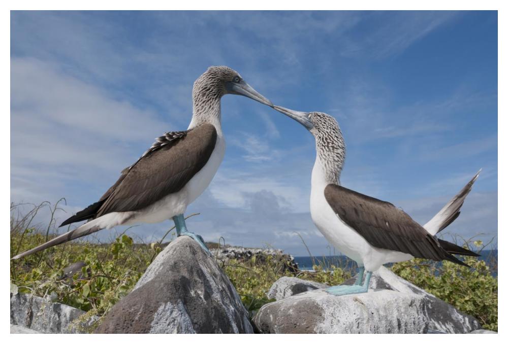 Blue-footed Boobies in courtship dance, Galapagos Islands, Ecuador-Paper Art-50"x34"