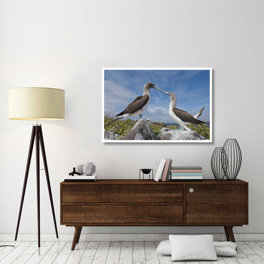 Blue-footed Boobies in courtship dance, Galapagos Islands, Ecuador-Paper Art-50&quotx34"
