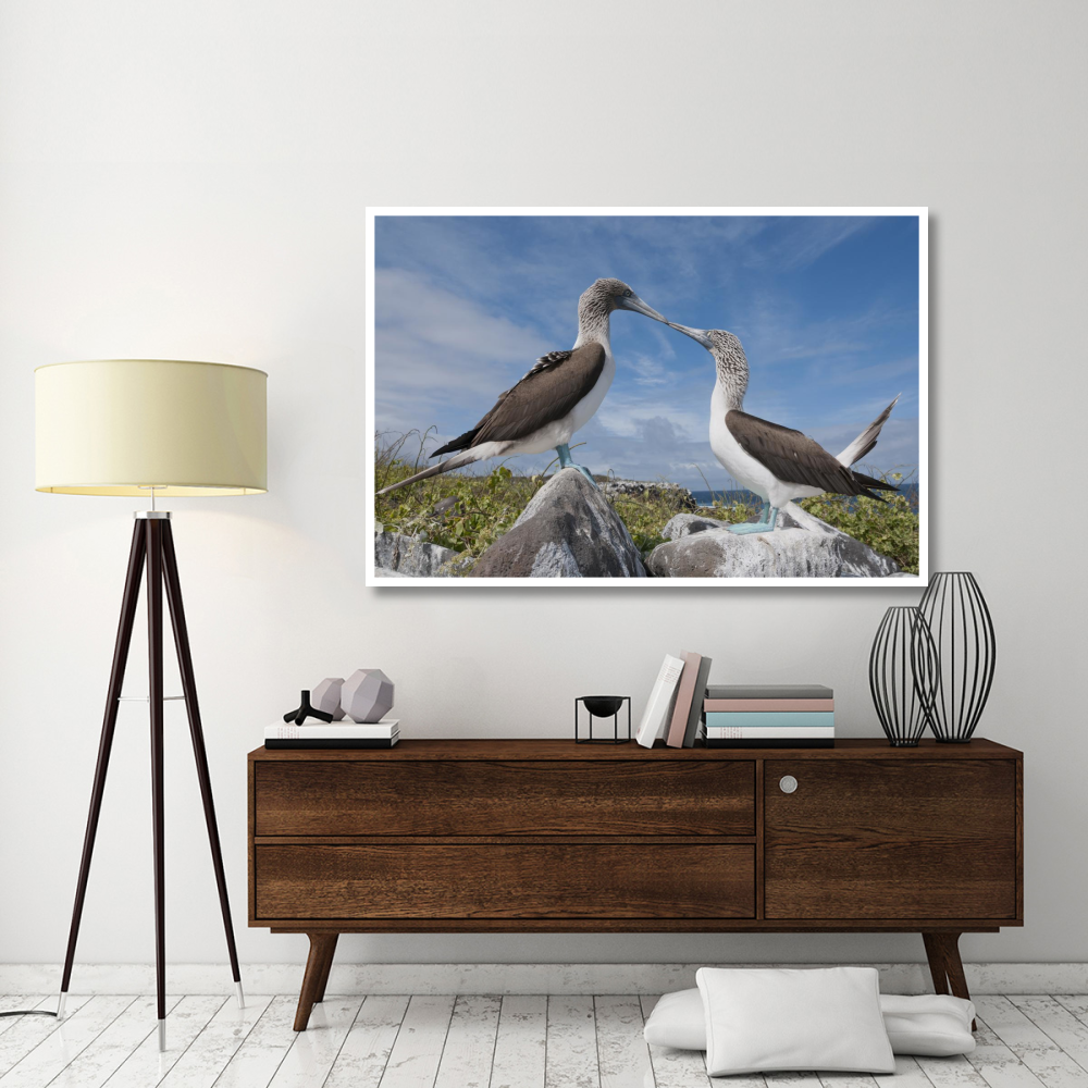 Blue-footed Boobies in courtship dance, Galapagos Islands, Ecuador-Paper Art-62&quotx42"