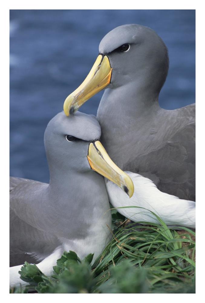 Chatham Albatross affectionate pair, critically endangered, The Pyramid, Chatham Islands-Paper Art-22"x32"
