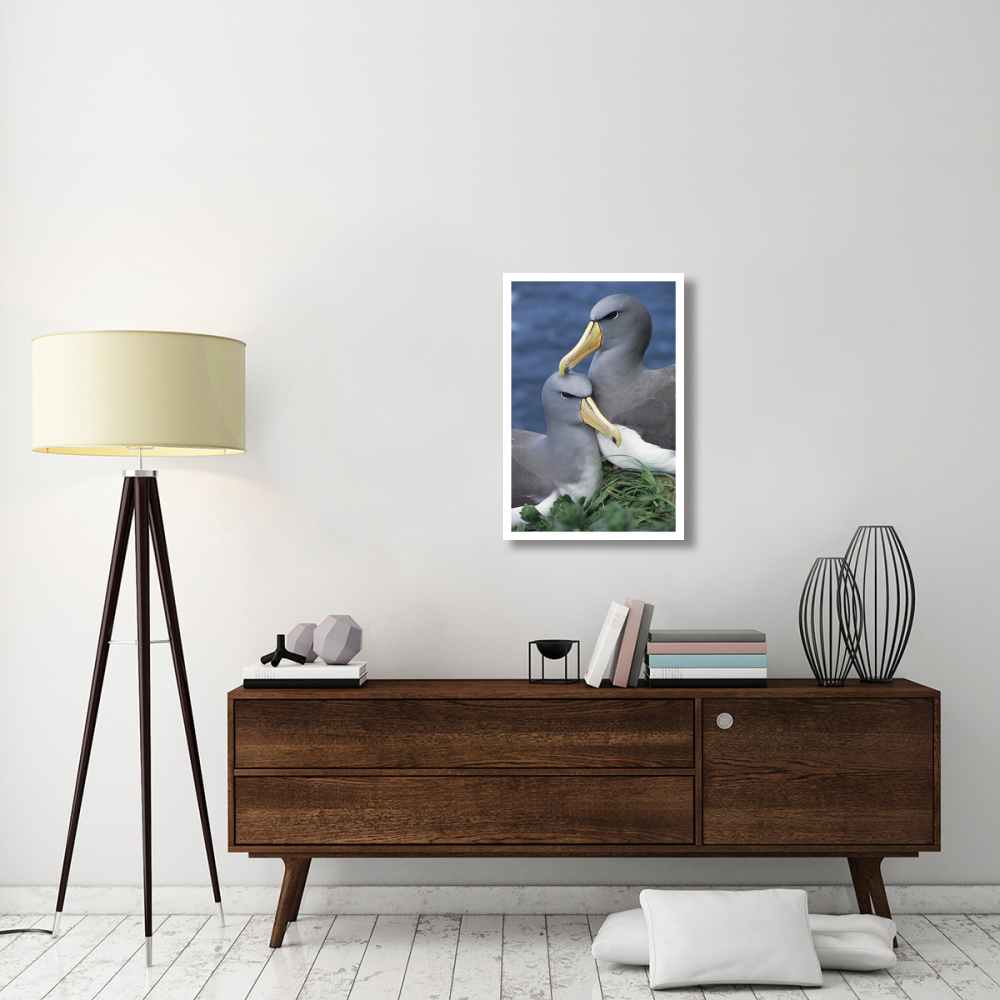 Chatham Albatross affectionate pair, critically endangered, The Pyramid, Chatham Islands-Paper Art-22&quotx32"