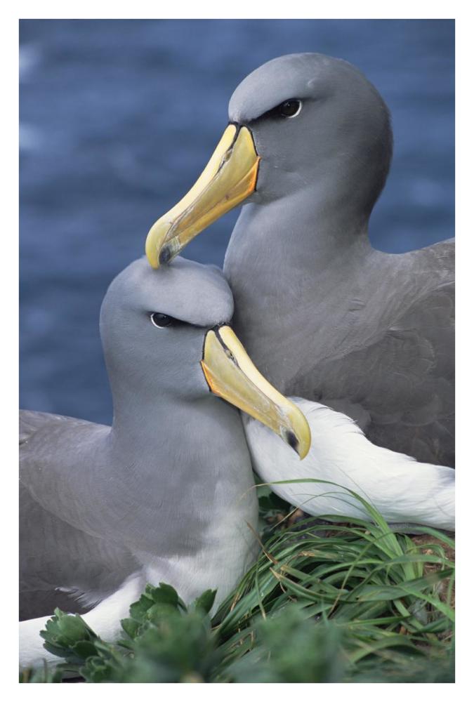 Chatham Albatross affectionate pair, critically endangered, The Pyramid, Chatham Islands-Paper Art-26"x38"