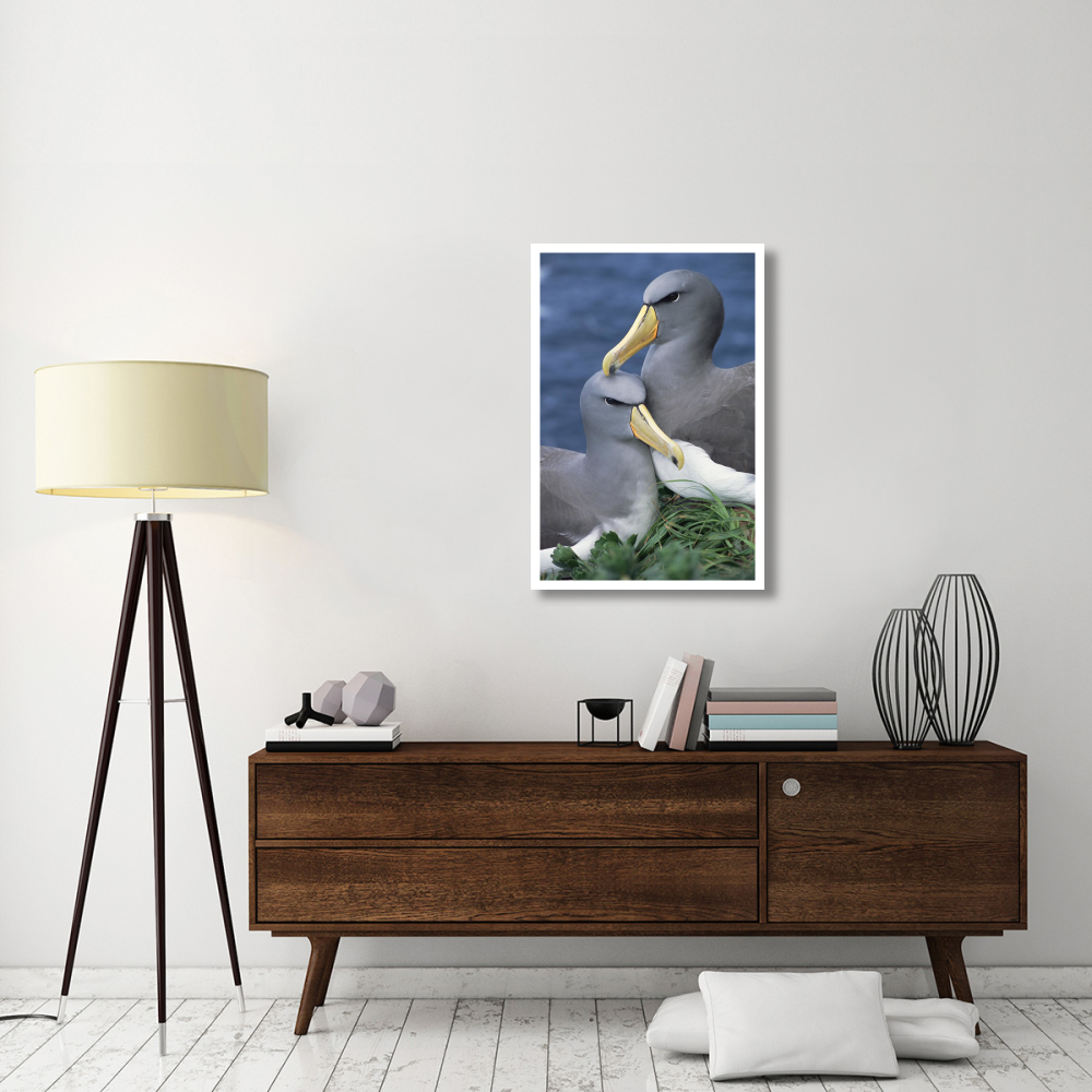 Chatham Albatross affectionate pair, critically endangered, The Pyramid, Chatham Islands-Paper Art-26&quotx38"