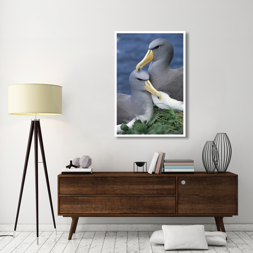 Chatham Albatross affectionate pair, critically endangered, The Pyramid, Chatham Islands-Paper Art-34&quotx50"