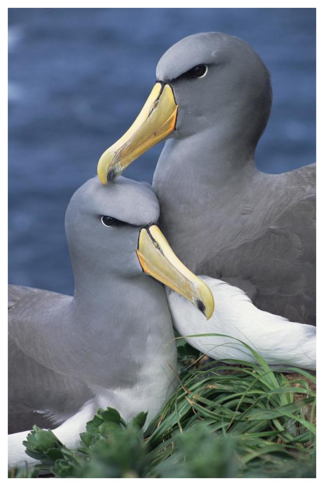 Chatham Albatross affectionate pair, critically endangered, The Pyramid, Chatham Islands-Paper Art-42"x62"