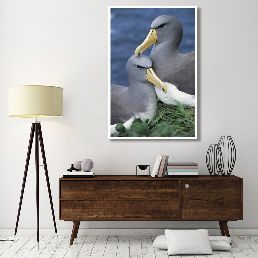 Chatham Albatross affectionate pair, critically endangered, The Pyramid, Chatham Islands-Paper Art-42&quotx62"